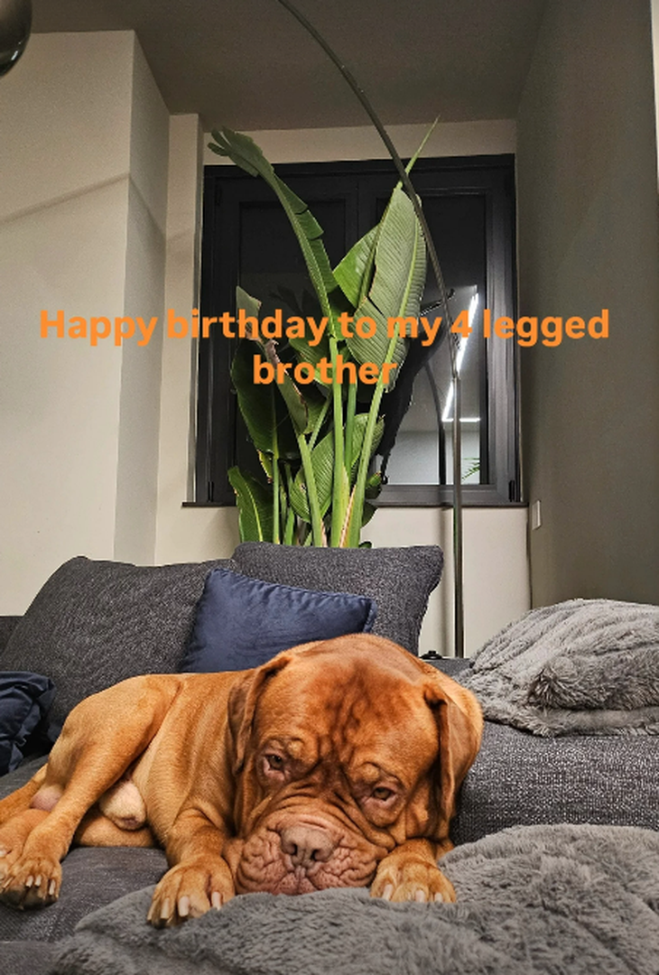 Il cane di Milinkovic-Savic compie cinque ann