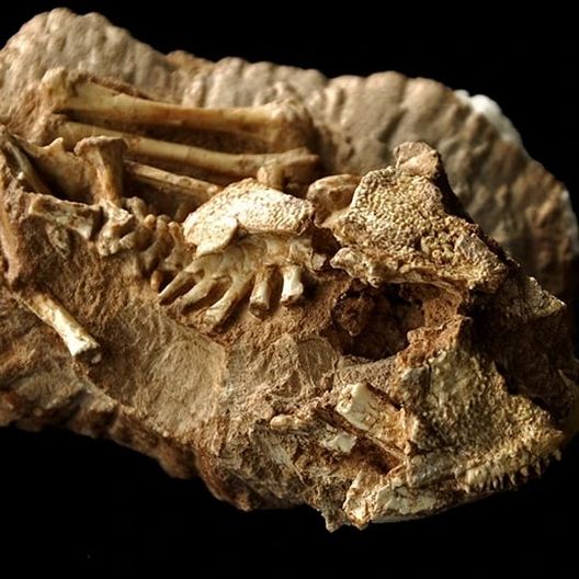Una rana preistorica scoperta a dicembre: gli scienziati la chiamano “Dibu Martinez”…!- immagine 3