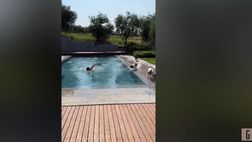 VIDEO / Federica Pellegrini nuota, ma i suoi cani… non si fidano! Il video postato sui social