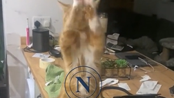 Il Napoli stupisce ogni essere vivente: il meme del gatto colpisce anche gli azzurri!
