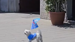 Cuore azzurro in miniatura, il Napoli ha un nuovo supporter: è un tifoso speciale!