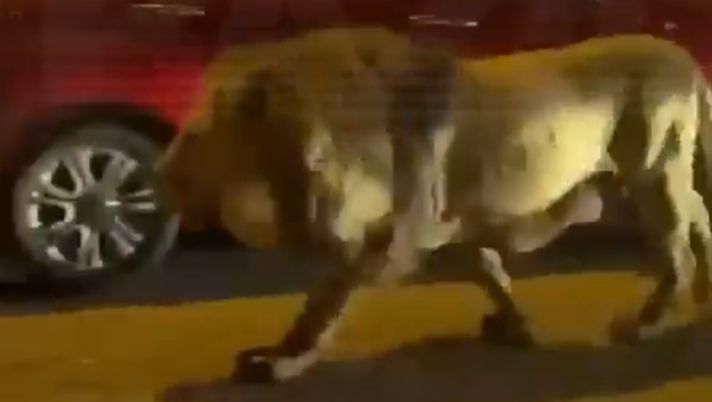 Il leone di Ladispoli ispira i tifosi Sporting Lisbona: allora è il nostro giorno per il derby - immagine 1