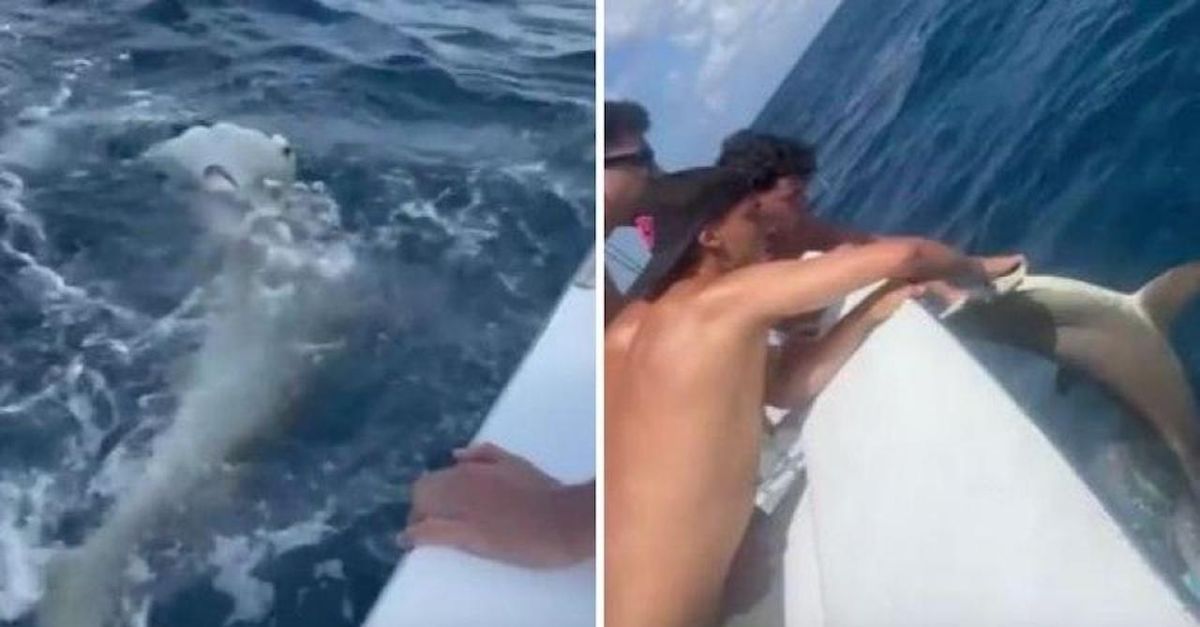 Ex Milan, Joao Felix ‘pesca’ uno squalo in un mare di polemiche | VIDEO Ex Milan, Joao Felix ‘pesca’ uno squalo in un mare di polemiche | VIDEO