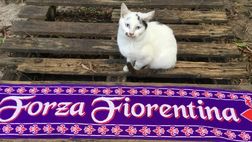 Il Giglio contro il Pisa vuole tornare a ballare il griddy