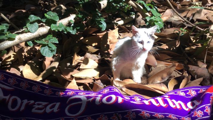 Adesso il Giglio spera di sorprendere l’Inter il giglio