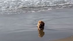 Lindstrom, relax al mare: è in compagnia del cagnolino e della fidanzata