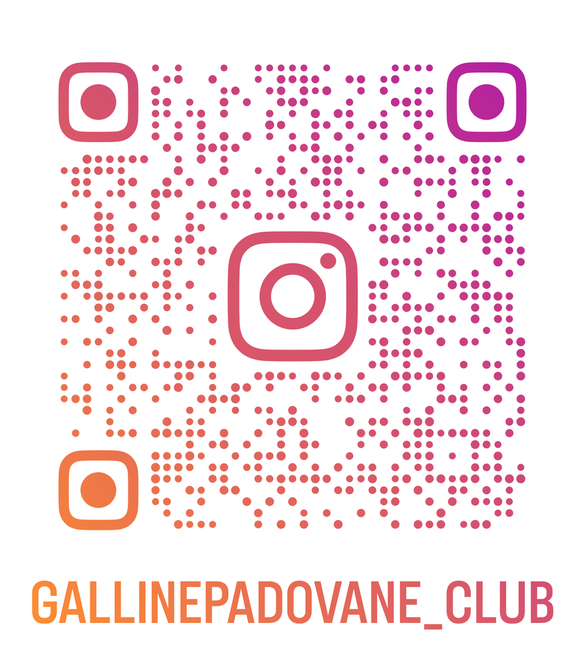 Monica Vanali, il saluto da ex alle “rinate” Galline Padovane- immagine 2