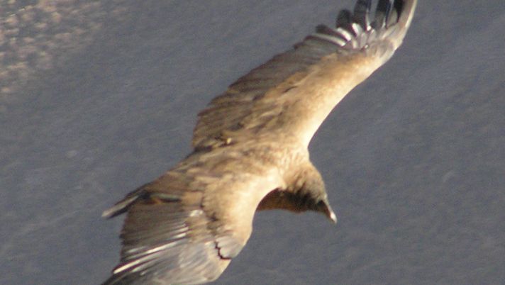 Condor e pesciolini - immagine 1