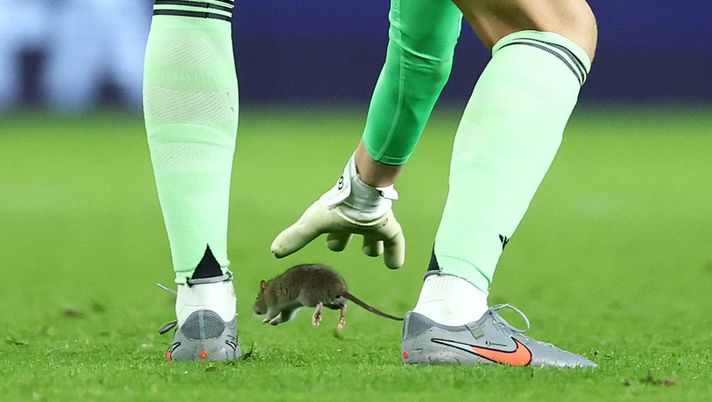 CARDIFF, WALES - OCTOBER 13: Thibaut Courtois of Belgium removes a rat from the pitch during the Group J FIFA World Cup 2026 qualifier match between Wales and Belgium at Cardiff City Stadium on October 13, 2025 in Cardiff, Wales. (Photo by Dan Istitene/Getty Images) Il Cardiff City dopo l’invasione del topo in Galles-Belgio: “Zona già derattizzata” - immagine 1