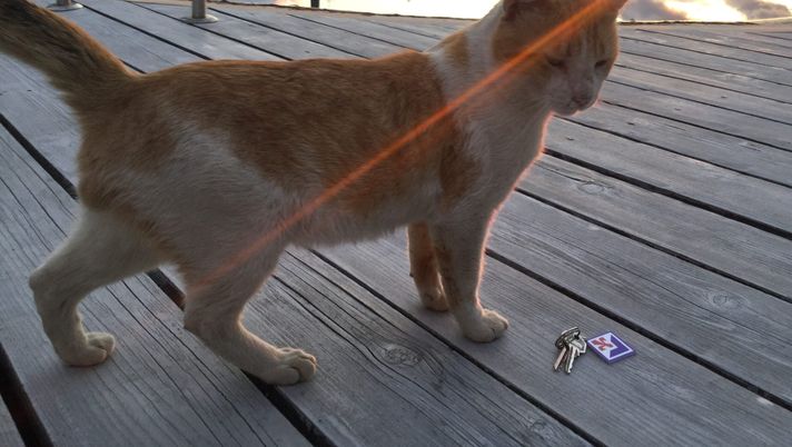 Il Giglio cerca la chiave per battere l’Udinese Il Giglio cerca la chiave per battere l’Udinese - immagine 1