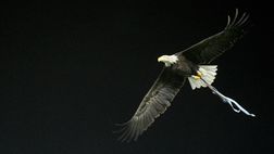 Frosinone-Lazio, continua la vendita dei tagliandi: i dettagli