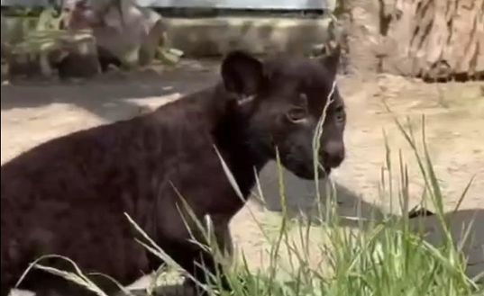 FOTO Allo zoo di Napoli è nato un giaguaro, si chiama Victor come Osimhen- immagine 2