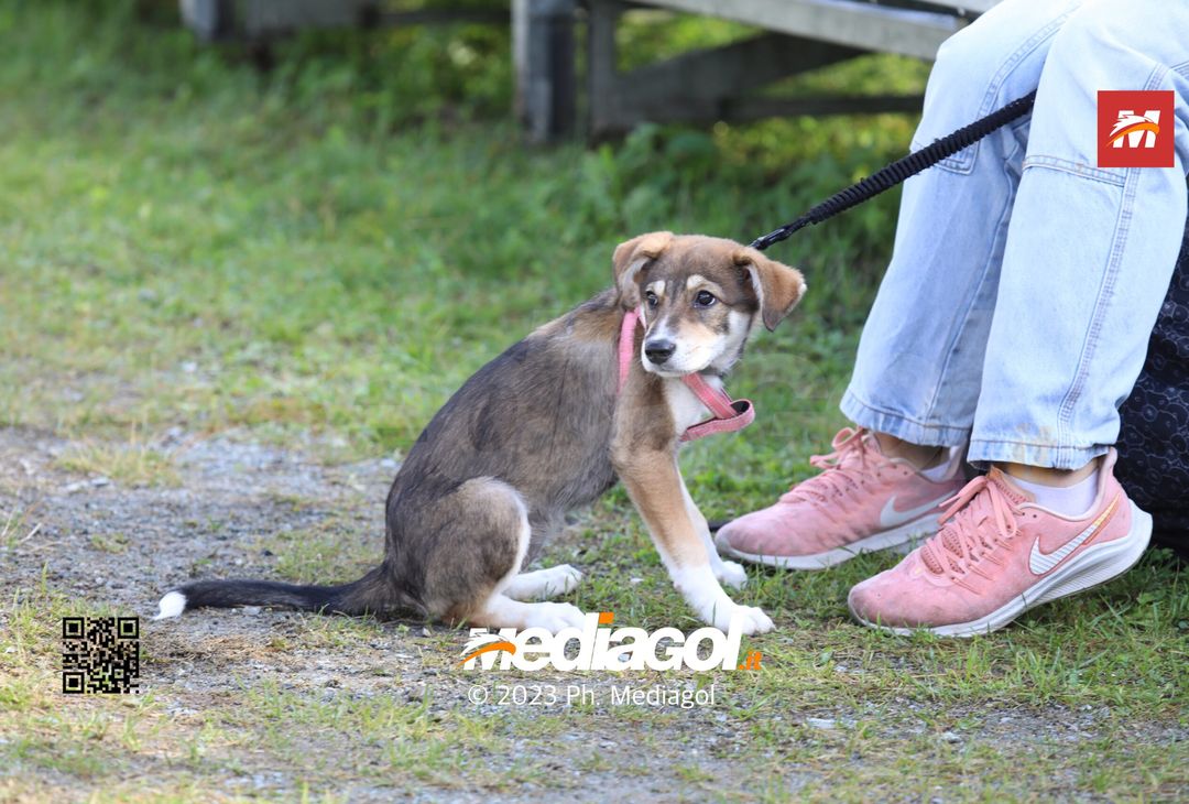FOTOTIFO Gli scatti dei tifosi presenti per Palermo-Legnago 1-1 - immagine 67