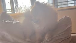 VIDEO / Diletta Leotta, le immagini del suo cagnolino che fa compagnia alla figlia