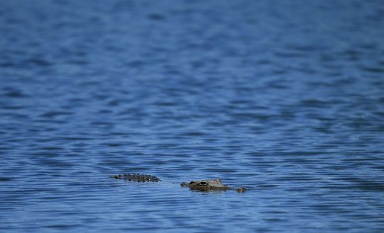 coccodrillo (getty images) coccodrillo