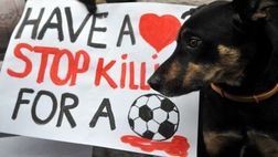 ”Il calcio fermi la strage di randagi in Ucraina”