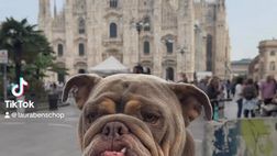 VIDEO / Klaassen, il cane Rio si gode la passeggiata in piazza Duomo a Milano: le immagini