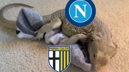 Il Napoli si congratula con il Parma per la promozione: “Non ci separeremo più”