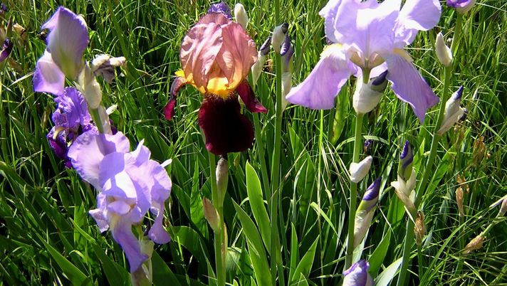 Le pagelle a quelli del Torello - immagine 1