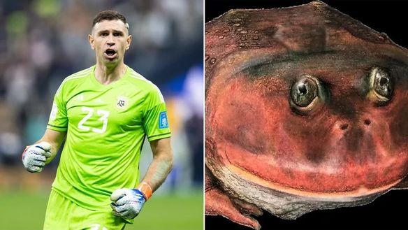 Una rana preistorica scoperta a dicembre: gli scienziati la chiamano “Dibu Martinez”…!- immagine 2