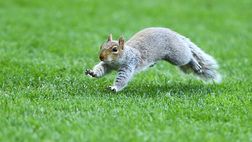 Hull City-Bristol e l’invasione di campo… di uno scoiattolo!