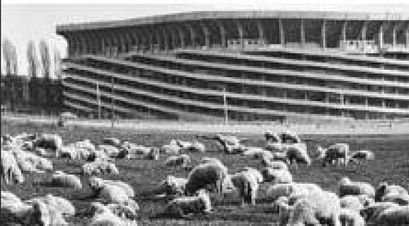 Una foto allegata al ricorso (dall’archivio De Biasi) con le pecore all’ombra del Meazza CREDIT FOTO: IL GIORNO San Siro e nuovo stadio torna l’incubo per Milan e Inter: depositata la sospensiva cautelare- immagine 2