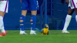 L’Estrela Amadora alla fine vince: nonostante il pappagallo immobile sul campo…