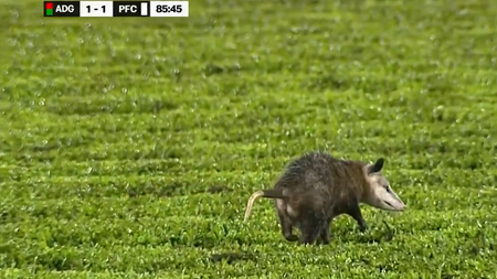 Opossum fa invasione di campo in un match del campionato costaricano (Fonte Account X Men in Blazers)