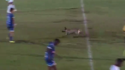 Série D brasiliana, fermi tutti: la partita si interrompe per l’invasione…di un cane
