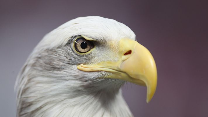 Lazio, i tifosi attendono Flaminia: ecco quando potrebbe volare all’Olimpico - immagine 1