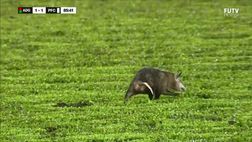 Video – Invasione di campo…di un opossum! Che risate in campo