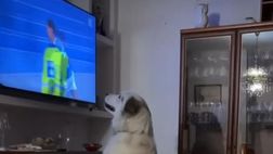 Athos, il cane… tifoso del Napoli: esultanza senza freni al gol di Politano!