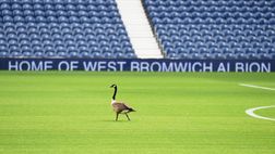 Caos in Inghilterra: troppi escrementi di oca in campo e la partita viene rinviata