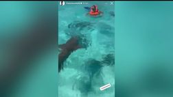 Totti, che paura alle Maldive: bagno con gli squali e Noemi lo prende in giro