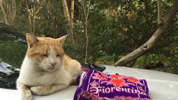 Fiorentina: Amaranto vede l’aquila, socchiude gli occhi. Ed inizia a sognare