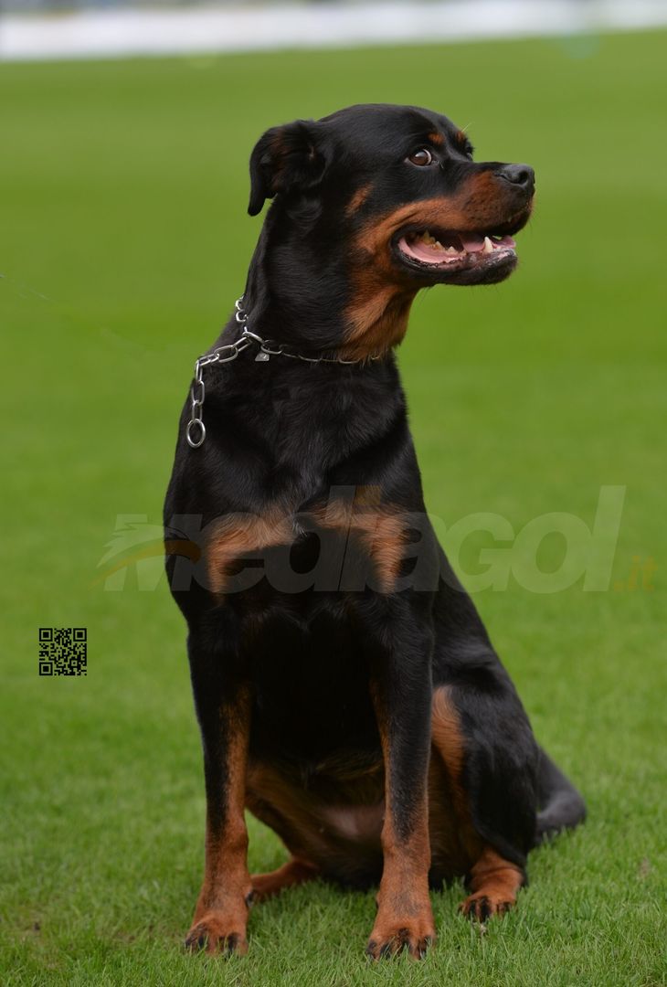 FOTO Palermo-Modena 4-2, 21ª giornata Serie B 2023-2024 (GALLERY) - immagine 67