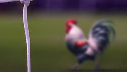 Avanti un altro: l’emblematica euforia viola per il Gallo Belotti