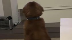 Incredibile sul rigore di Leao: il cane milanista di Marzia lascia tutti a bocca aperta